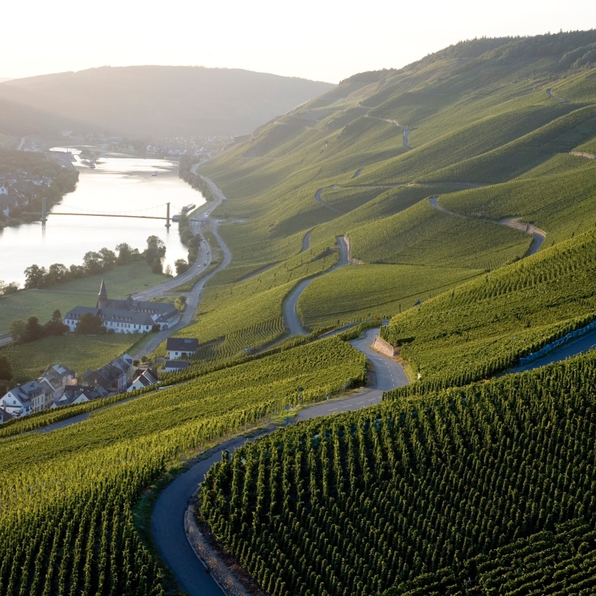 Germany Vine Yard