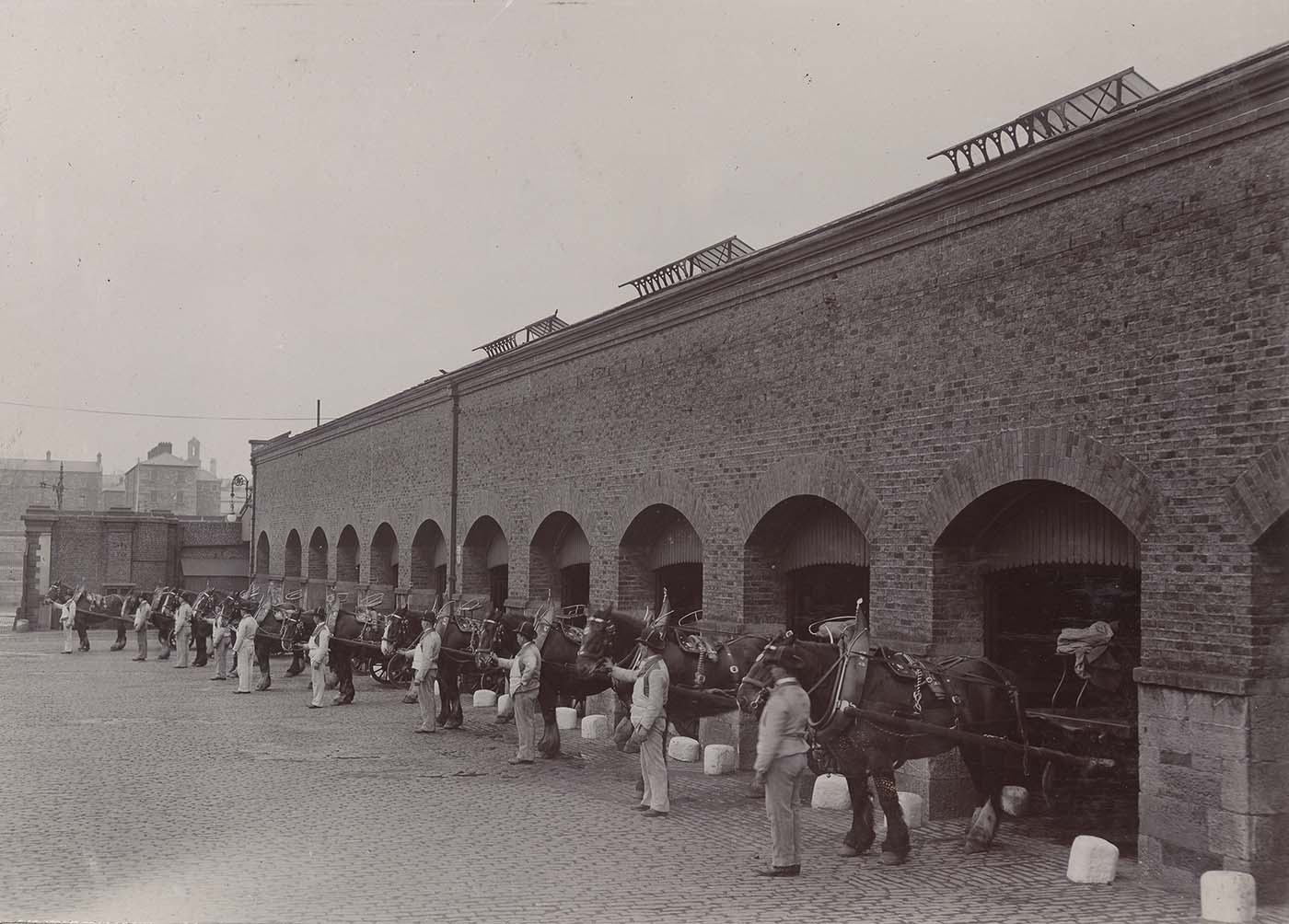 Draymen lining up with their horses at St James's Gate.