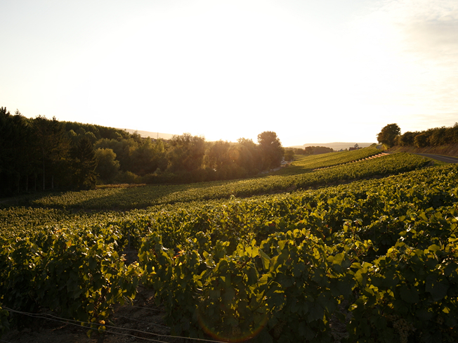 Champagne region during sunset