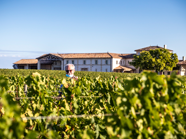 Bordeaux region and people are picking grapes