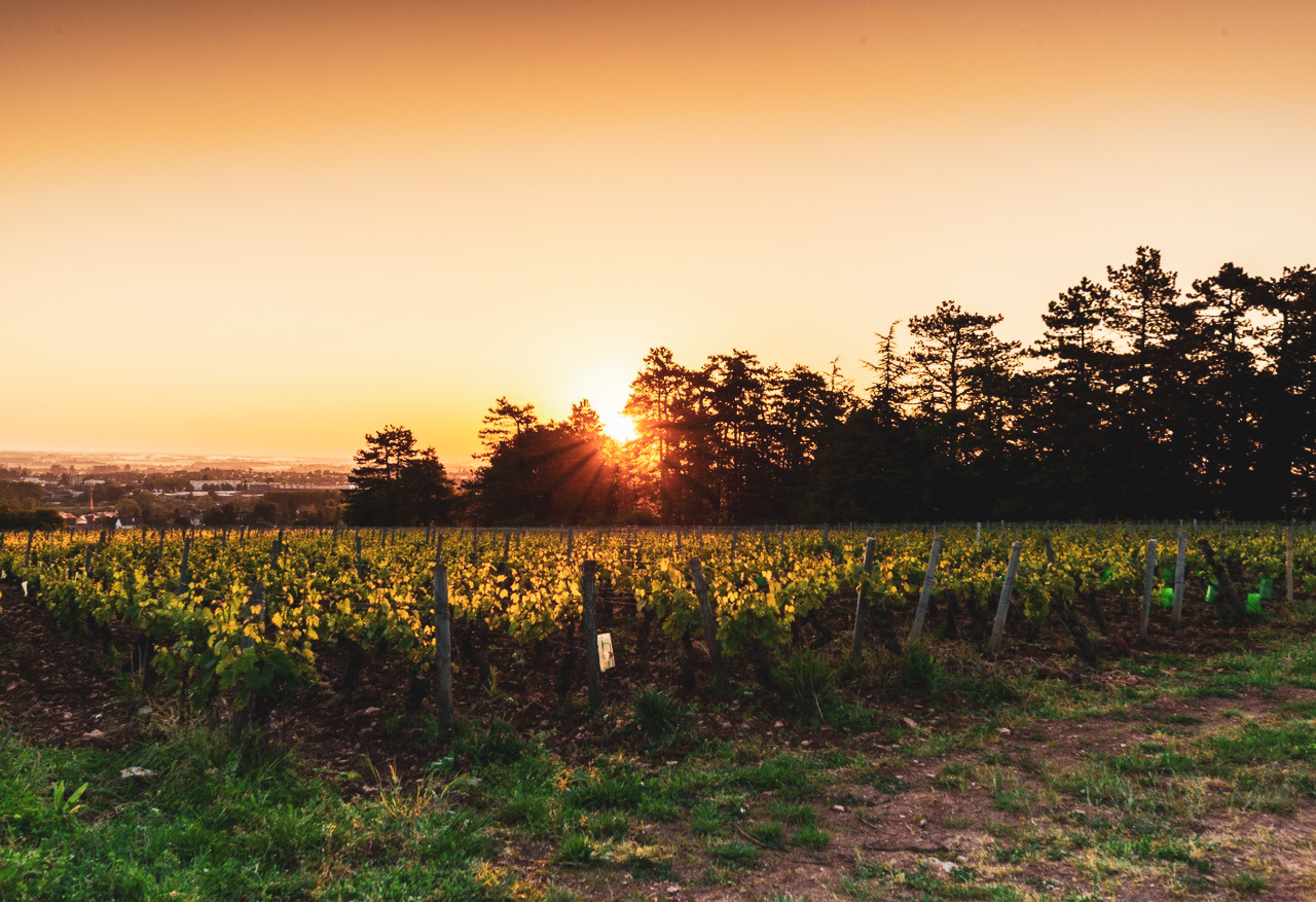 vineyard with sunset shining in the background