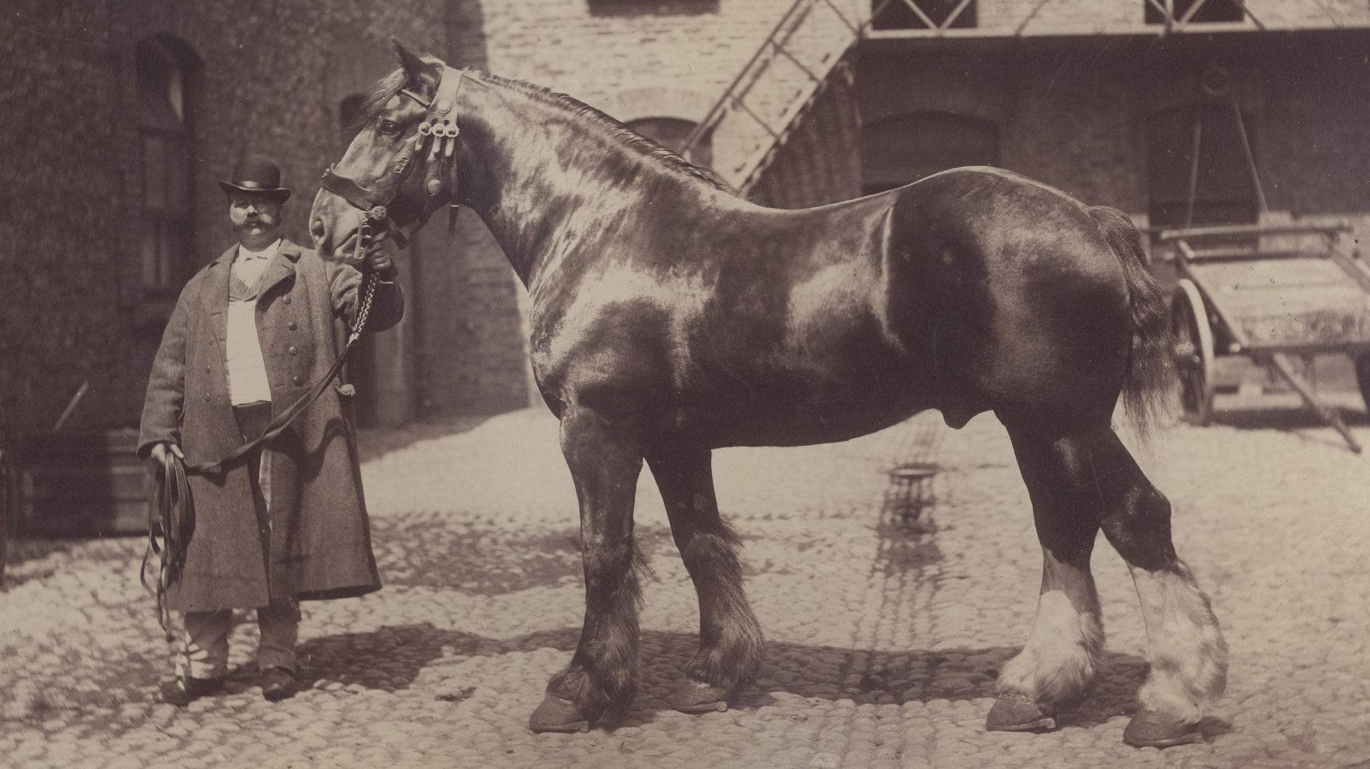 Drayman with Gordon the horse at the stables, St. James’s Gate, c. 1885.
