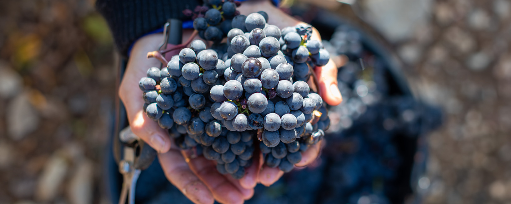 A person holding a bunch of grapes