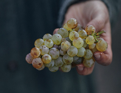 A person holding a Riesling grape