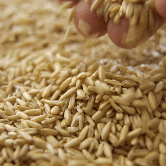 Barley field