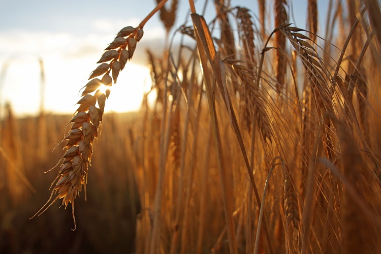 Barley field during sunset
