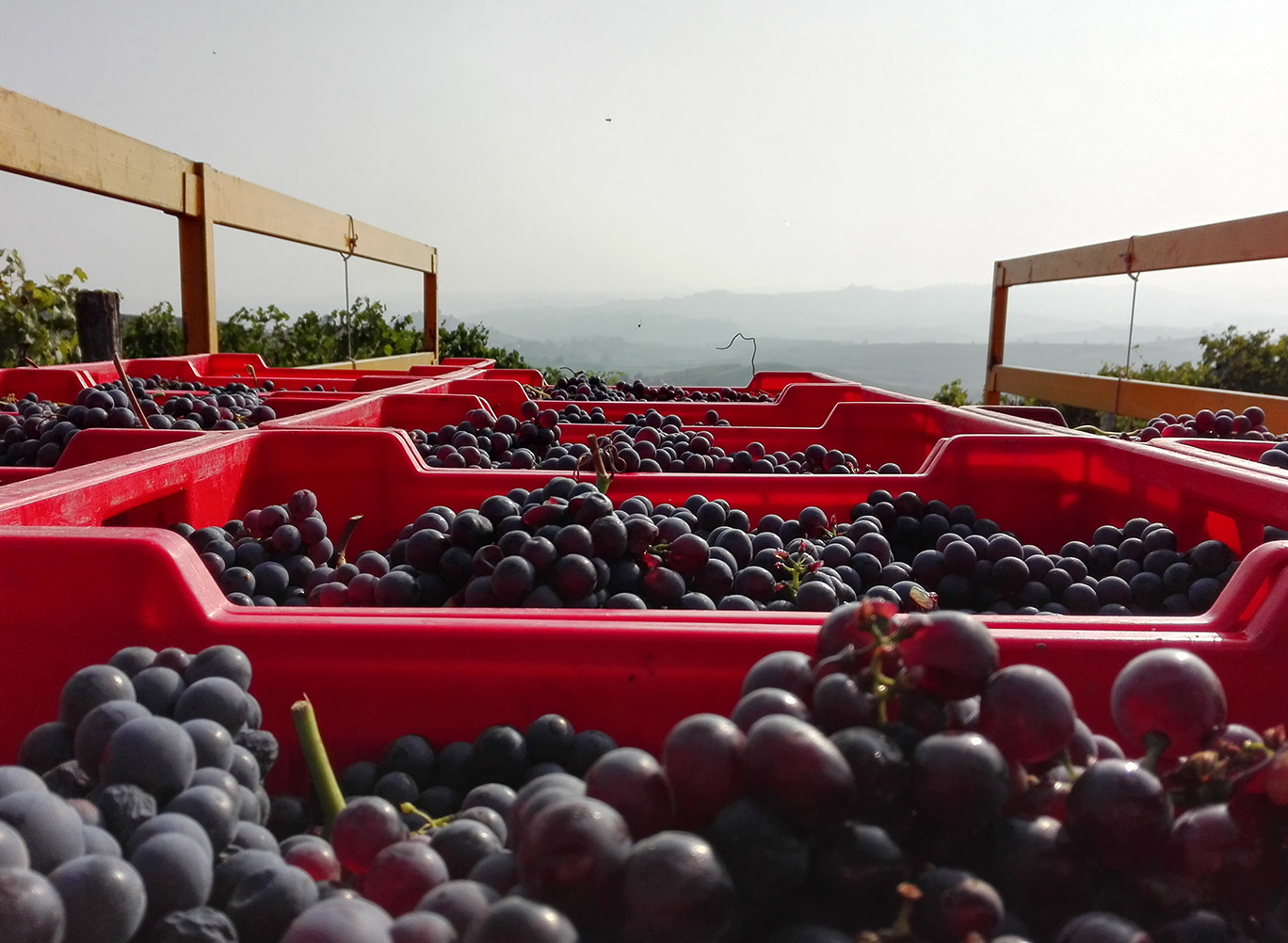 cart of grapes
