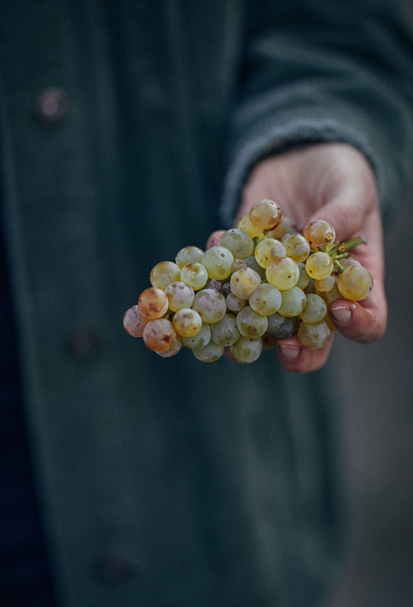 A person holding a Riesling grape