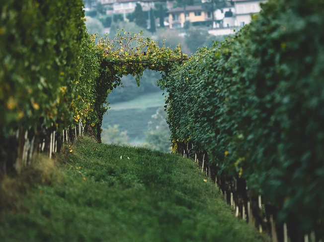 A arch with grape vines in Piedmont region